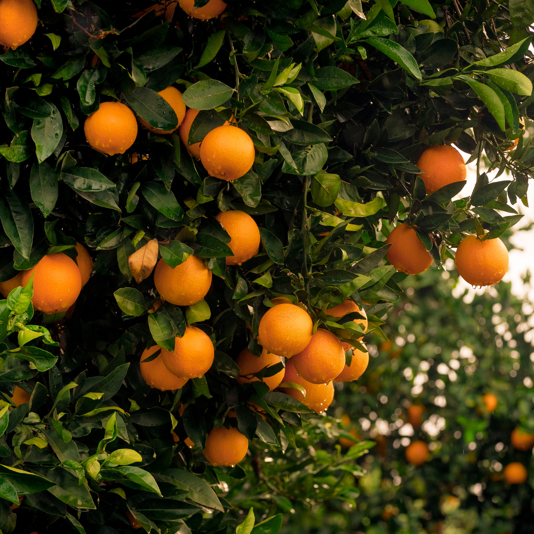 Naranja Valencia Midnight | Naranja de Zumo 1.10 €/KG