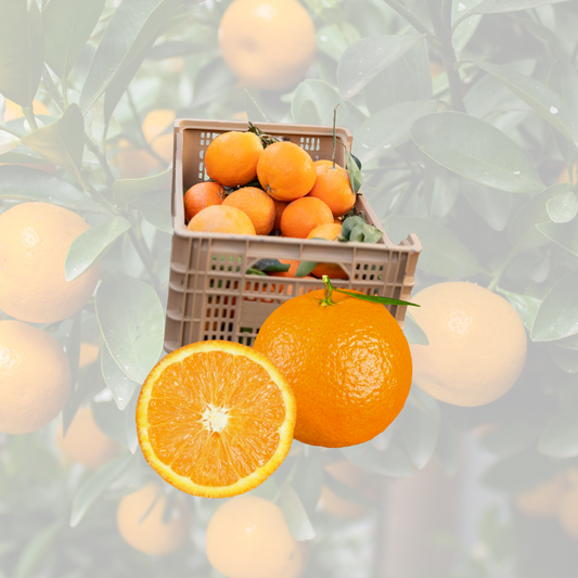 Naranja Navelate | Naranja de Mesa 1.1 €/KG