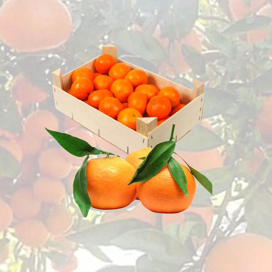 Mandarina Premium 1,40 €/kg talla grande