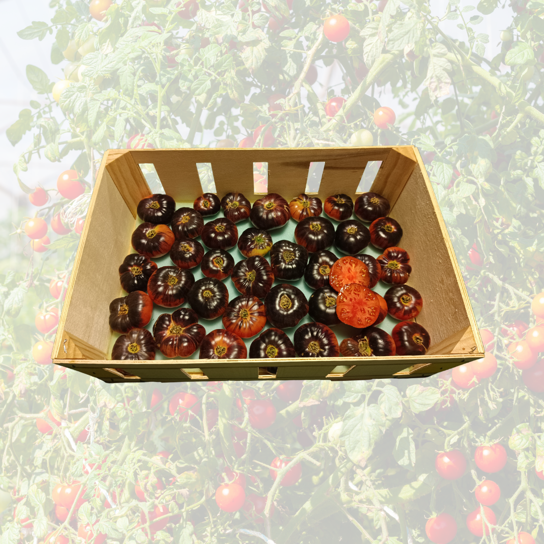 Tomate Azul - 3,5 kg