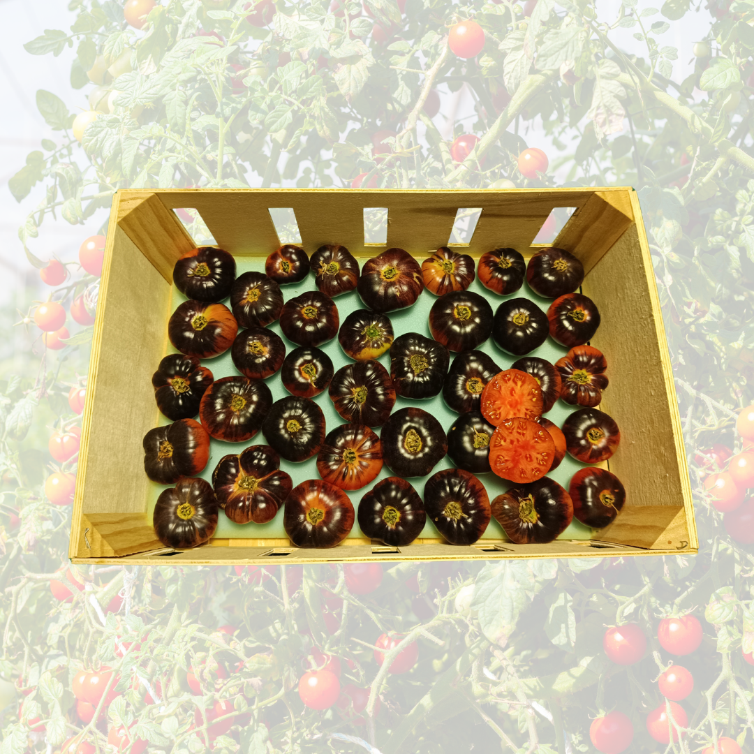 Tomate Azul - 3,5 kg