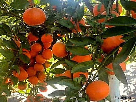 Mandarina de Burriana