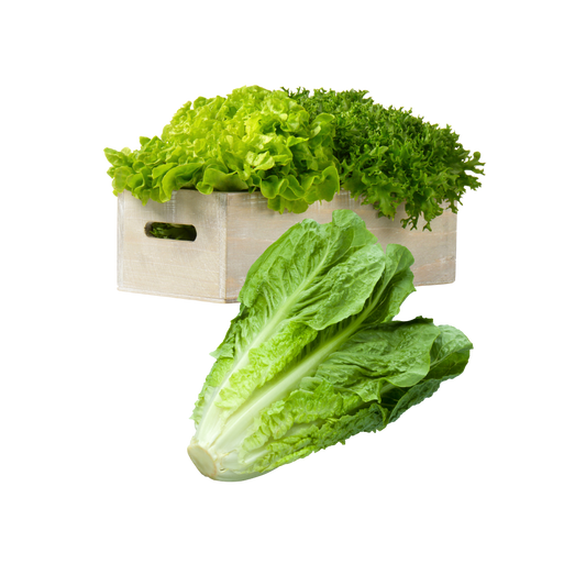 Lechuga